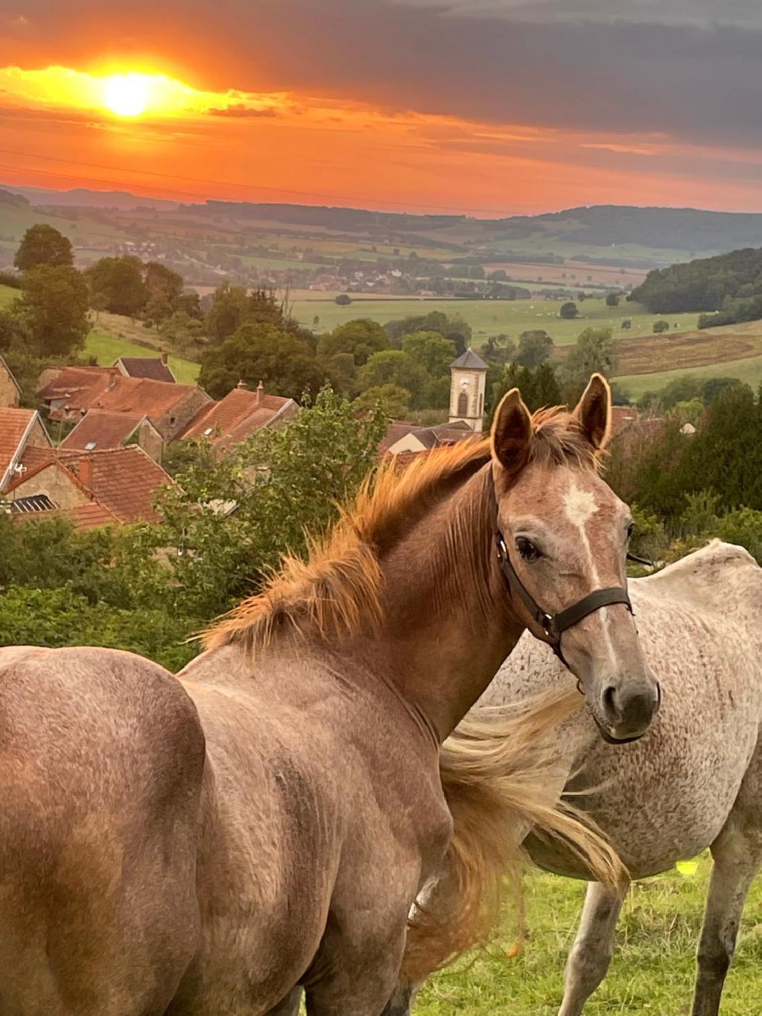 La Petite Maison Dans La Campagne Massingy-les-Vitteaux Bagian luar foto